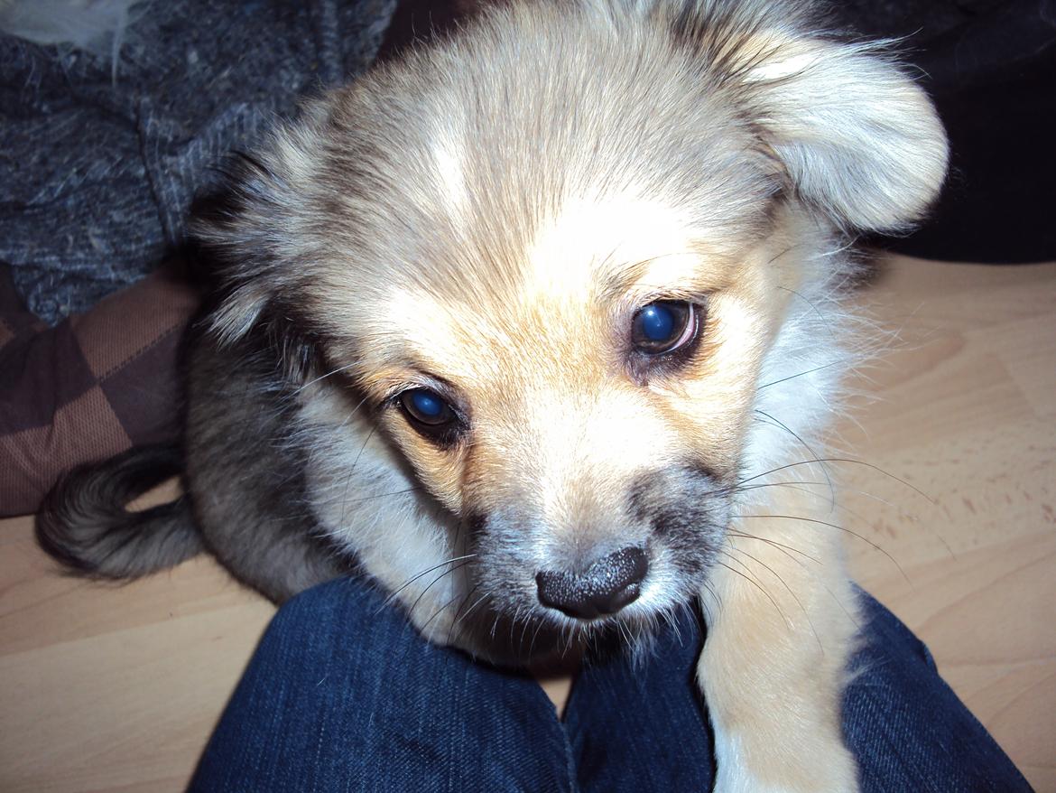 Tibetansk spaniel Cody (Mister President) - kamera glad er han billede 7