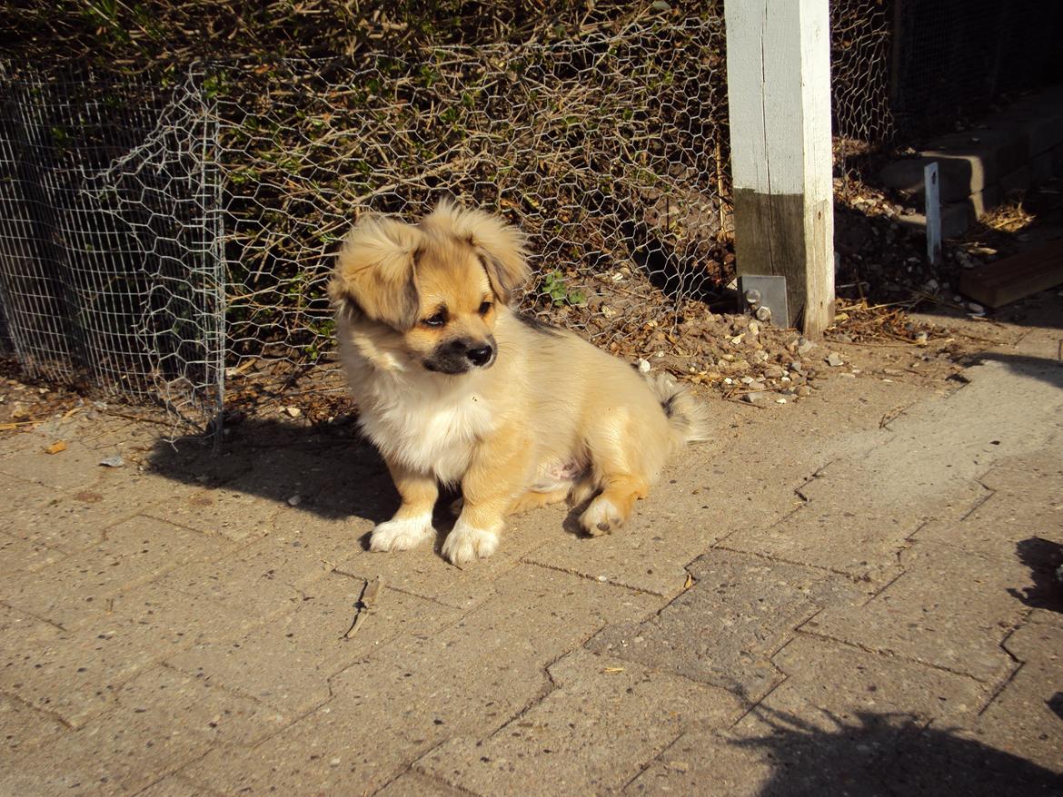 Tibetansk spaniel Cody (Mister President) - nyder lige solen billede 8