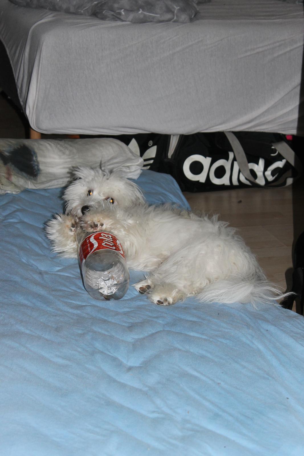 Coton de tulear Balou |Terroristen| - Med hans elskede flaske :D billede 6