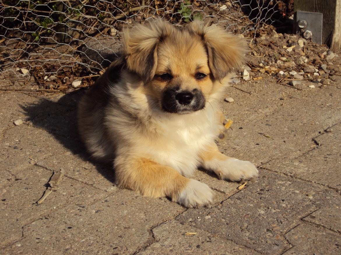 Tibetansk spaniel Cody (Mister President) - hov, tager du nu billeder igen billede 9