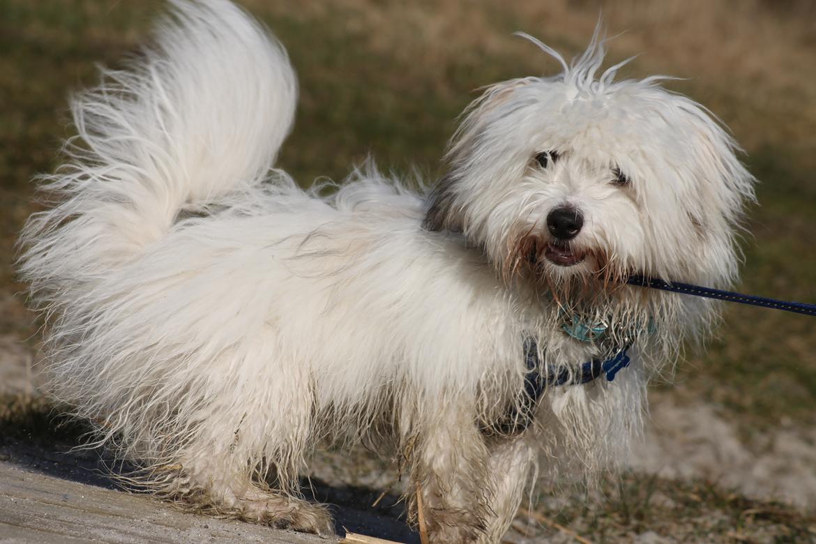 Coton de tulear Balou |Terroristen| billede 12