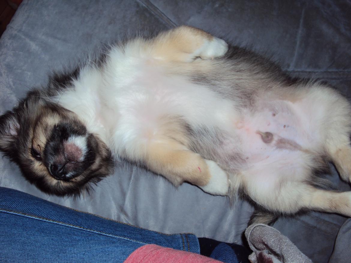 Tibetansk spaniel Cody (Mister President) - allerede første dag faldt han helt til billede 10