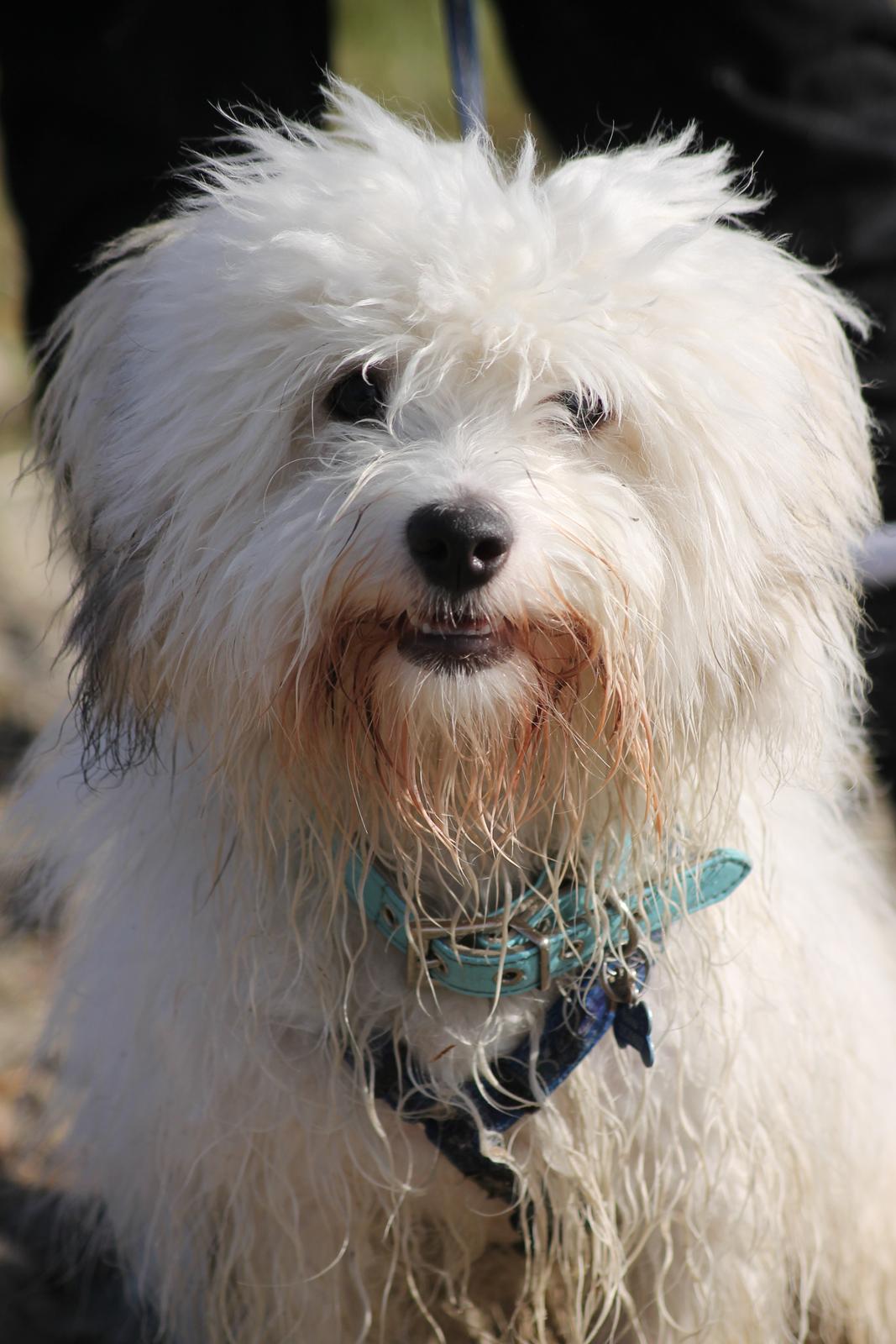 Coton de tulear Balou |Terroristen| billede 10