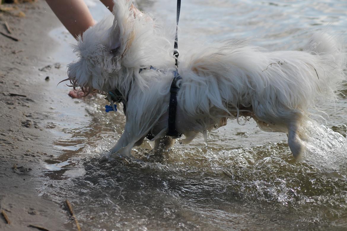 Coton de tulear Balou |Terroristen| billede 8