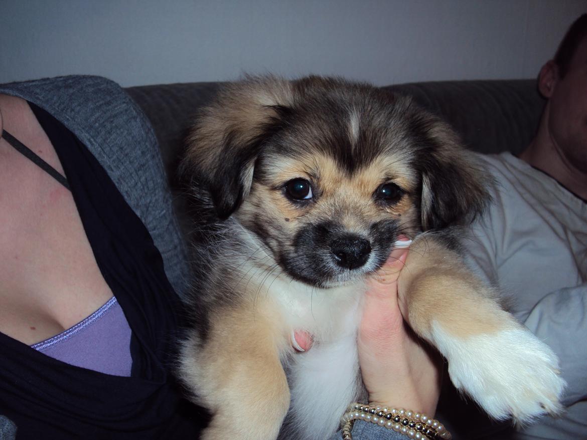 Tibetansk spaniel Cody (Mister President) - Cody lige efter jeg har hentet ham billede 11