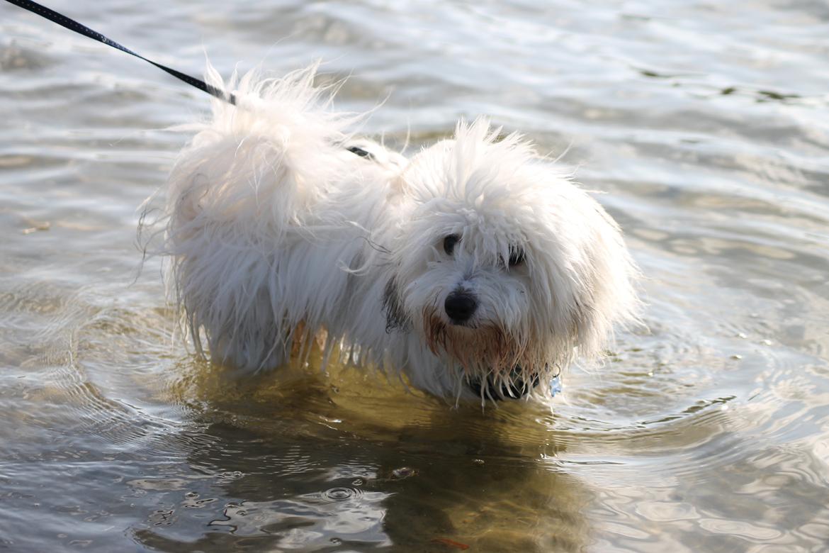 Coton de tulear Balou |Terroristen| billede 5
