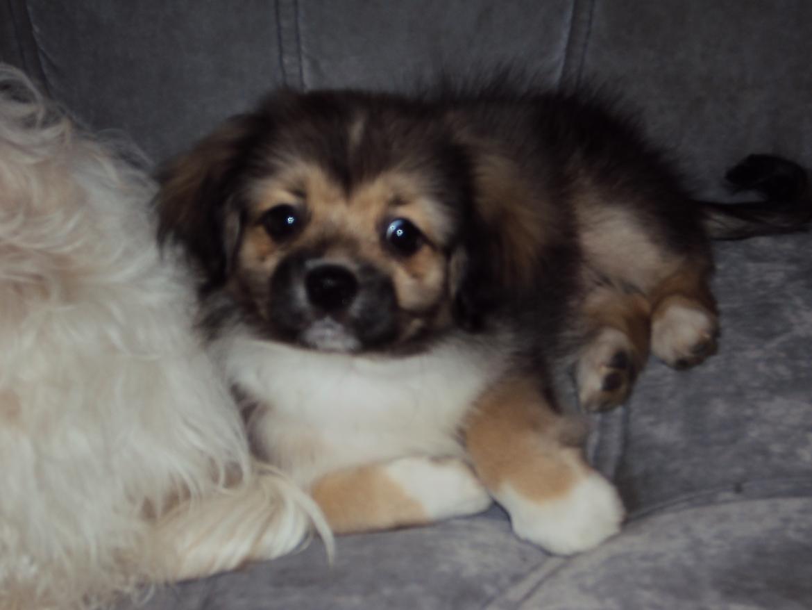 Tibetansk spaniel Cody (Mister President) billede 12