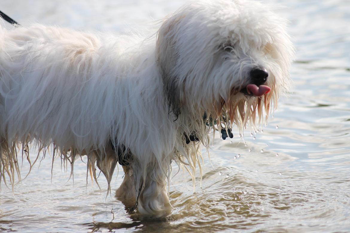 Coton de tulear Balou |Terroristen| billede 19