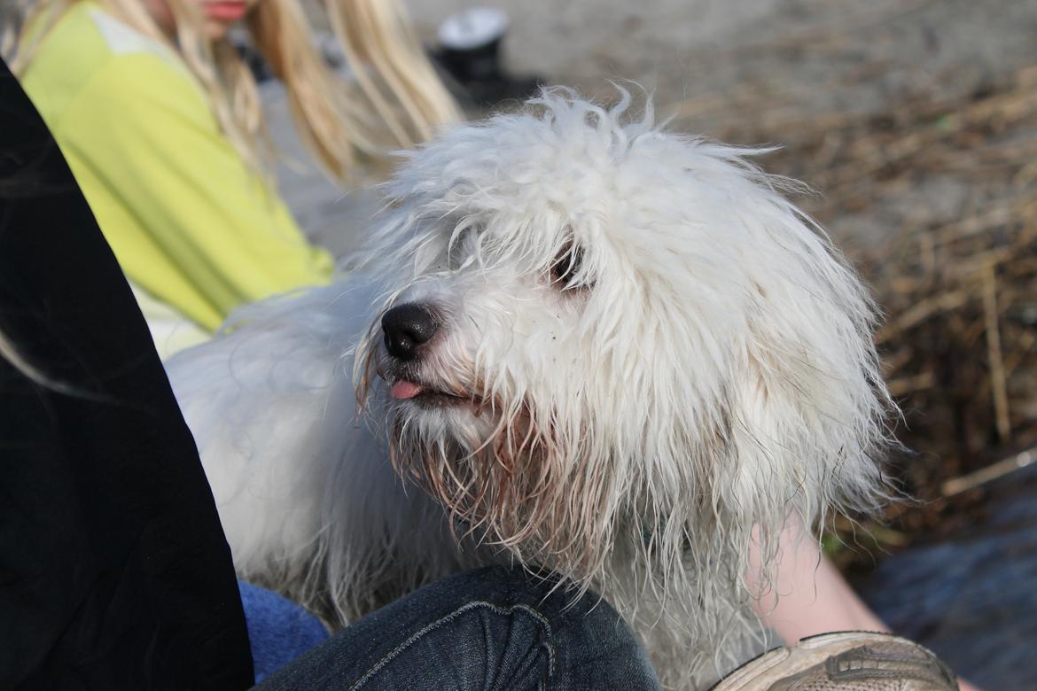 Coton de tulear Balou |Terroristen| billede 20