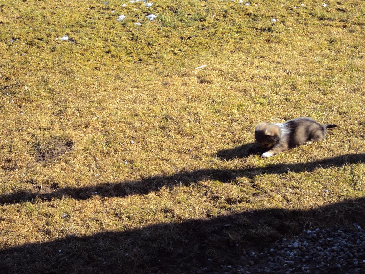 Tibetansk spaniel Cody (Mister President) - der bliver smagt på græsset billede 13