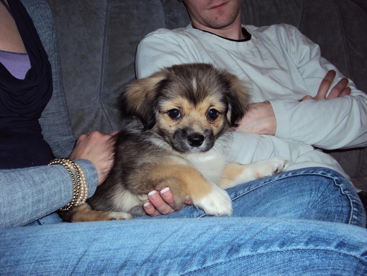 Tibetansk spaniel Cody (Mister President) billede 14