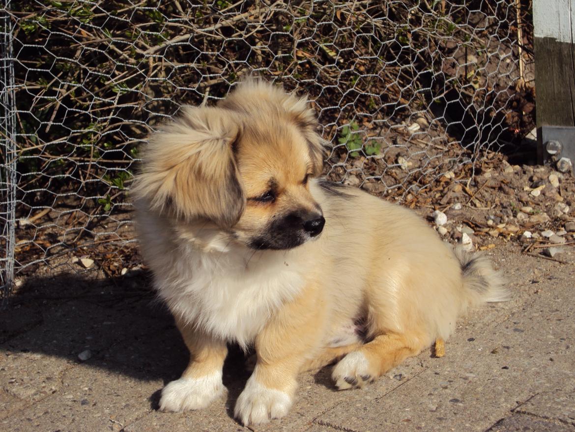 Tibetansk spaniel Cody (Mister President) billede 15