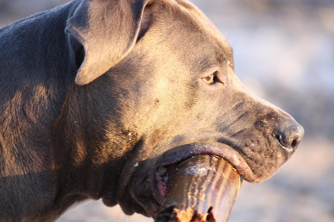 Amerikansk staffordshire terrier Maggie billede 4