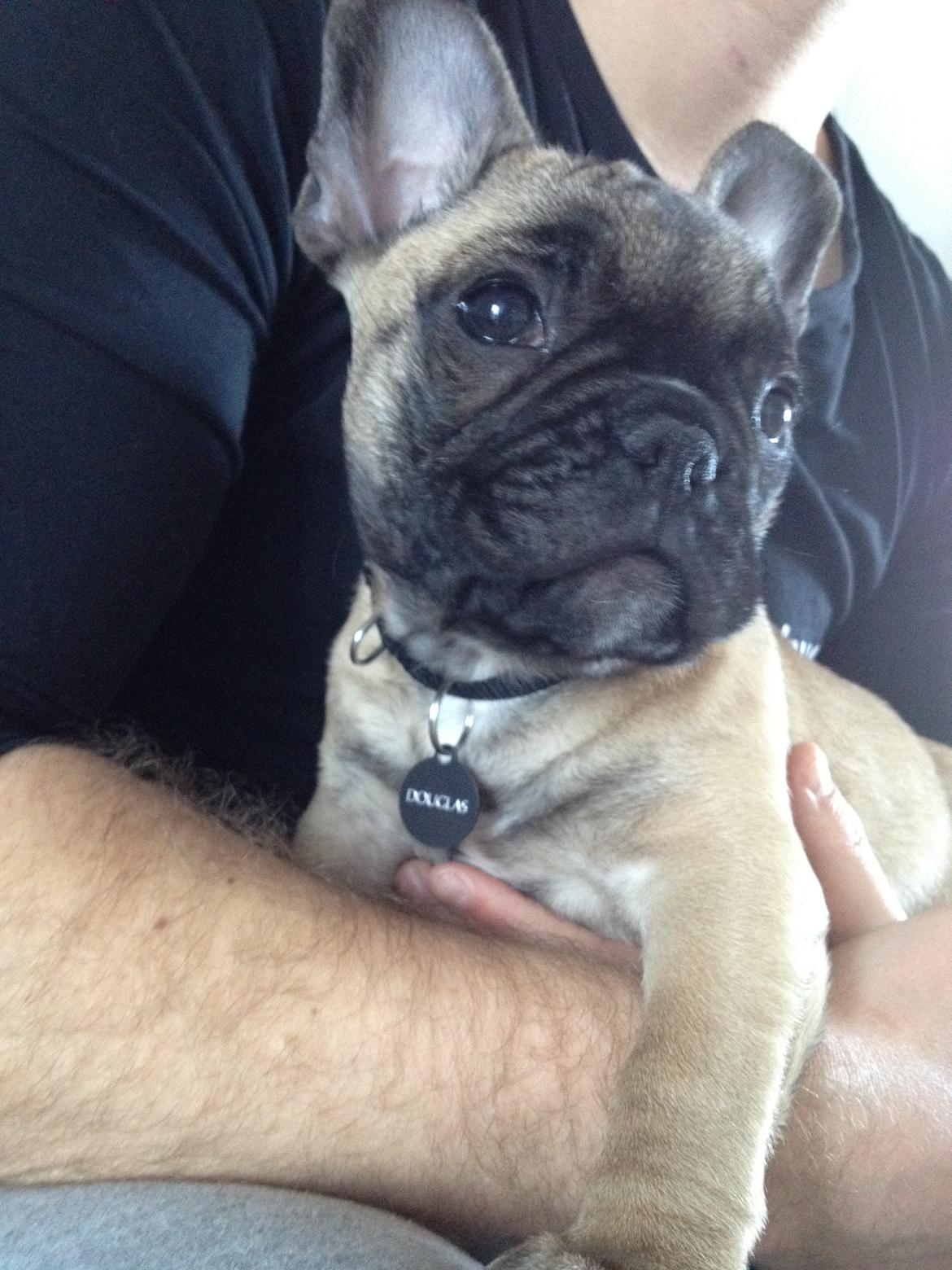 Fransk bulldog Douglas - På fars skød. billede 5