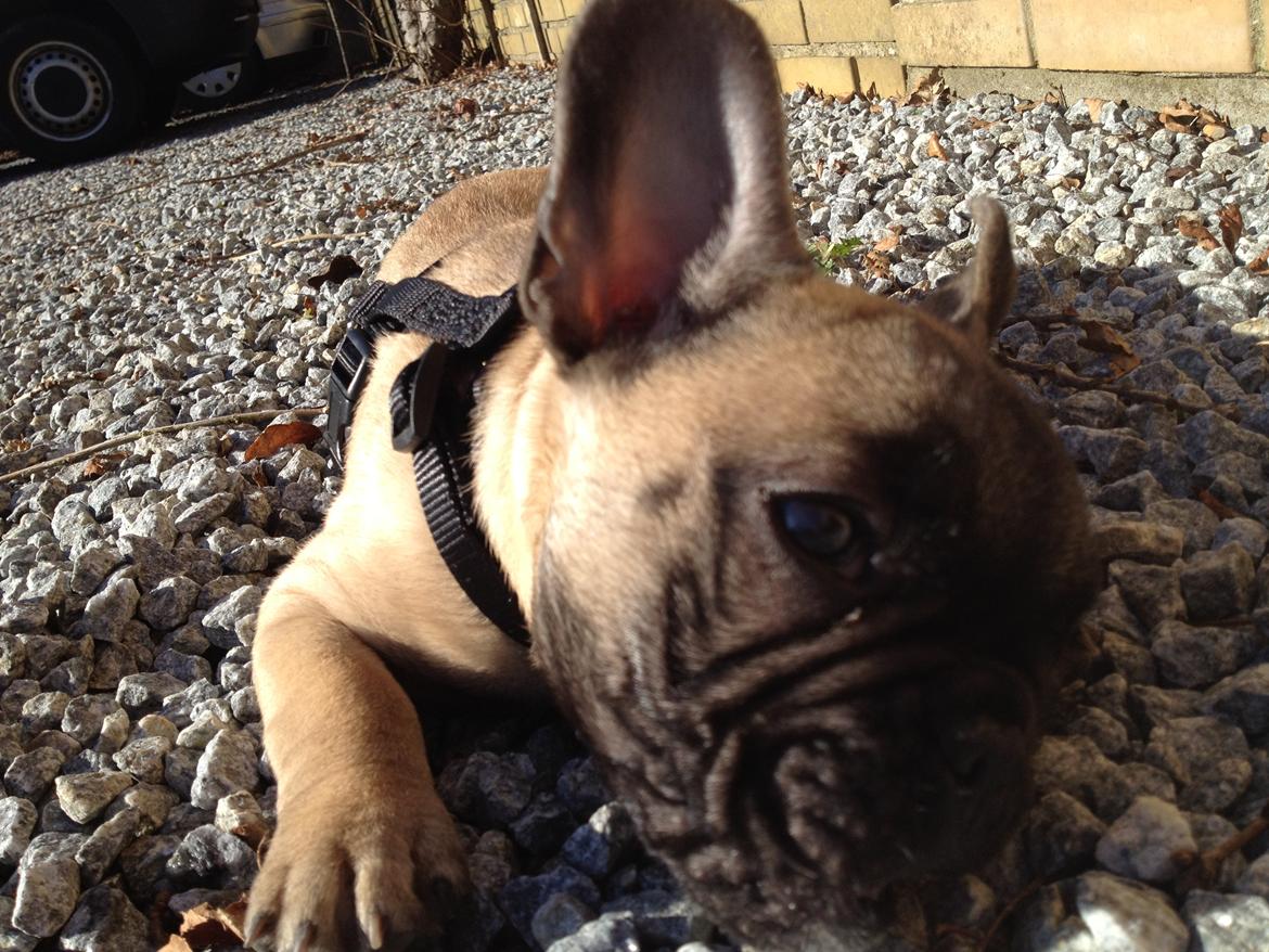 Fransk bulldog Douglas - 10 uger. billede 6