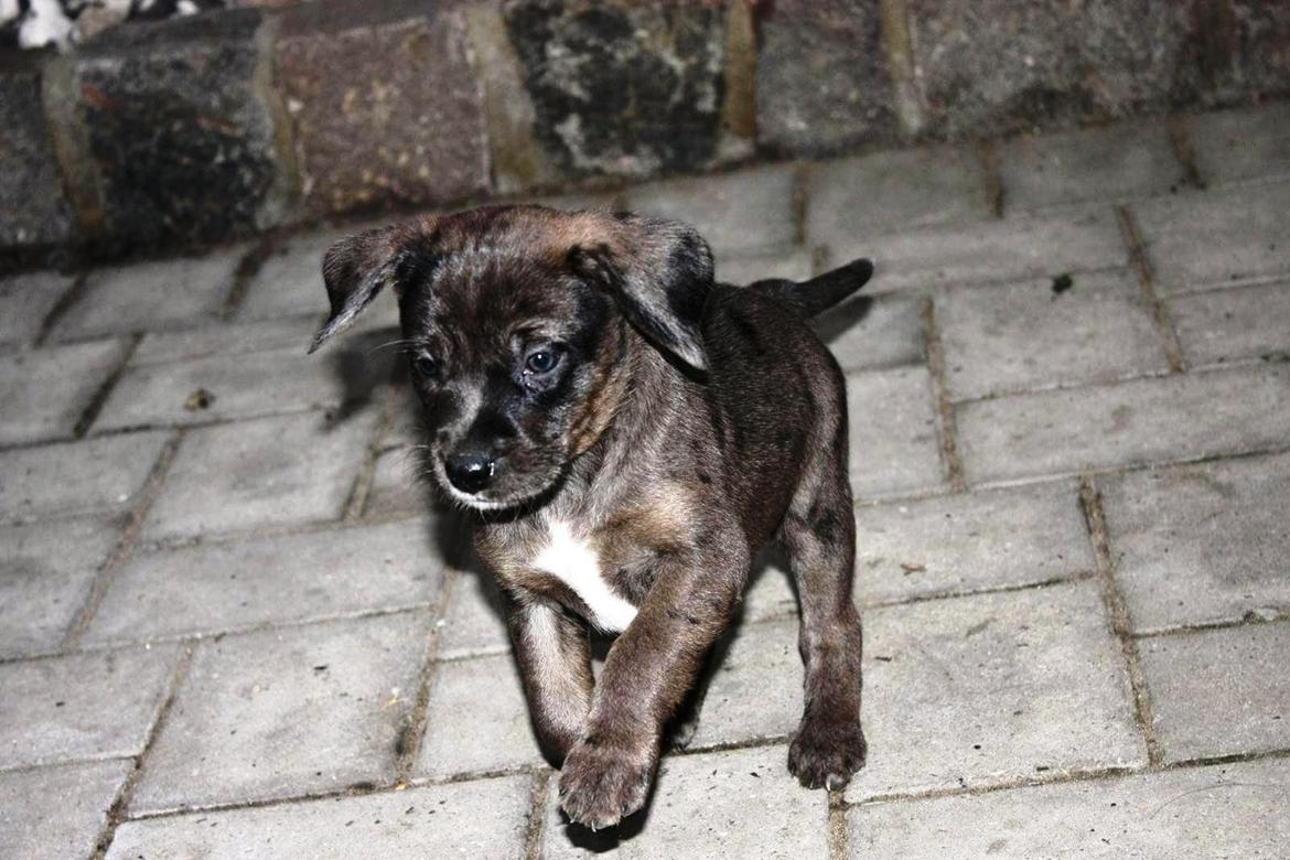Blanding af racer Wilma (Labrador/dsg) - Her kommer jeg billede 2