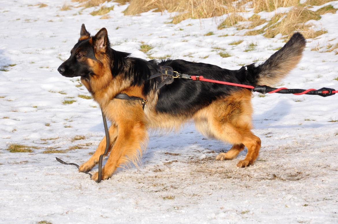 Schæferhund Dalton billede 16