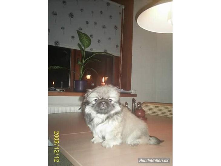 {{currentPhoto.altText}} billede {{currentPhoto.number}}