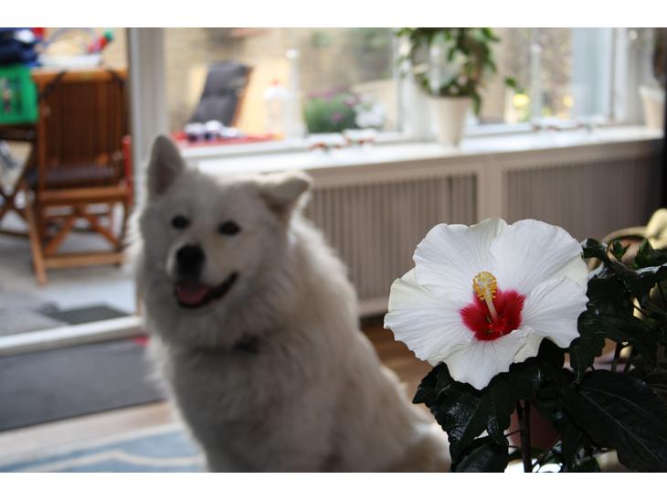 {{currentPhoto.altText}} billede {{currentPhoto.number}}