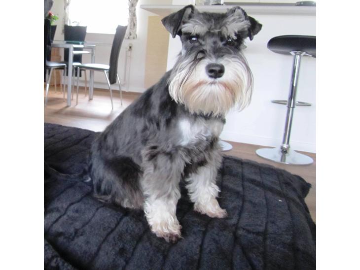 {{currentPhoto.altText}} billede {{currentPhoto.number}}