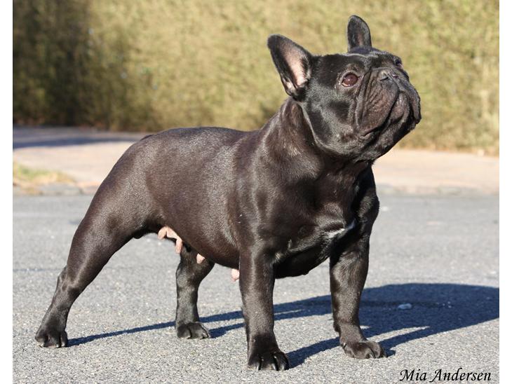 {{currentPhoto.altText}} billede {{currentPhoto.number}}