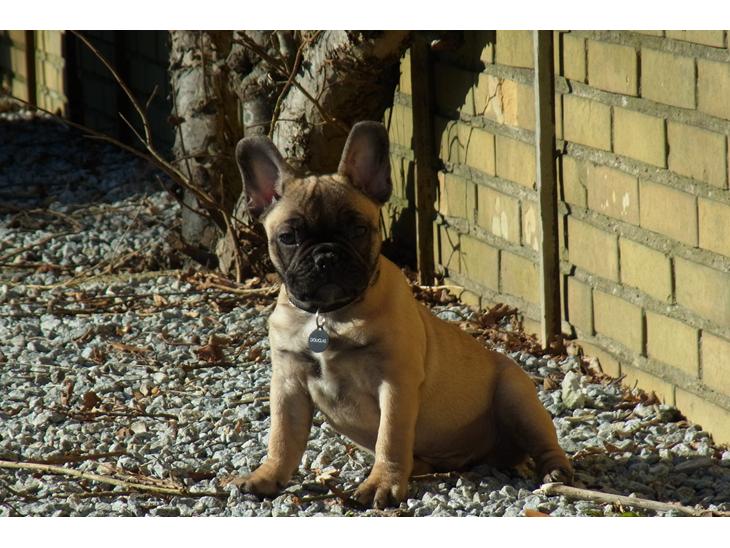 {{currentPhoto.altText}} billede {{currentPhoto.number}}