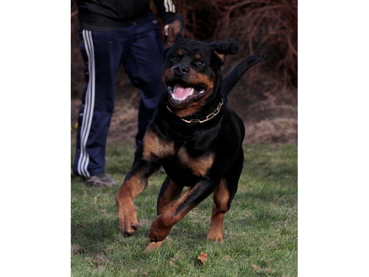 Rottweiler Haiki's Bogart billede 1