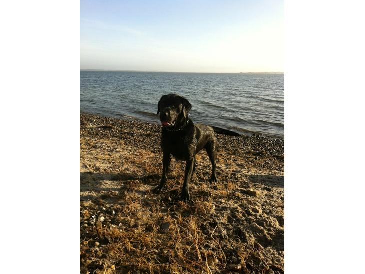 Labrador retriever Nicki billede 1