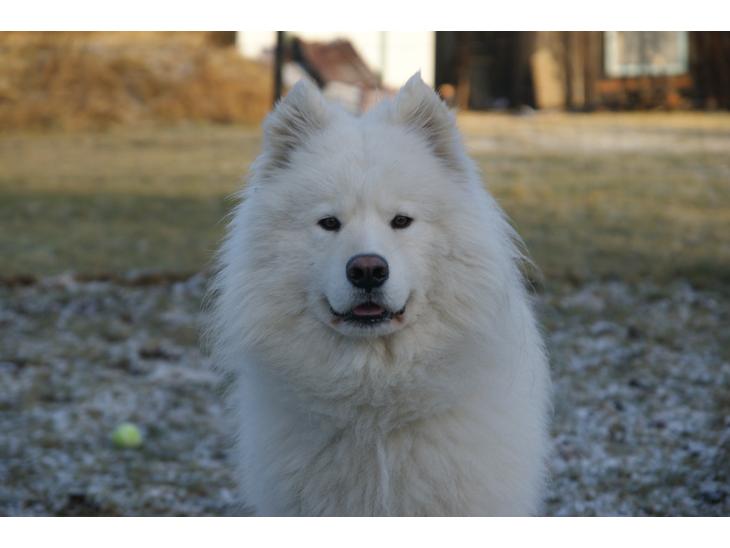 {{currentPhoto.altText}} billede {{currentPhoto.number}}