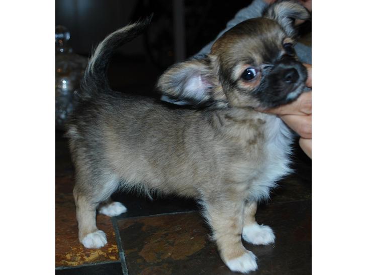 Chihuahua My Precious Golden Nugget billede 1