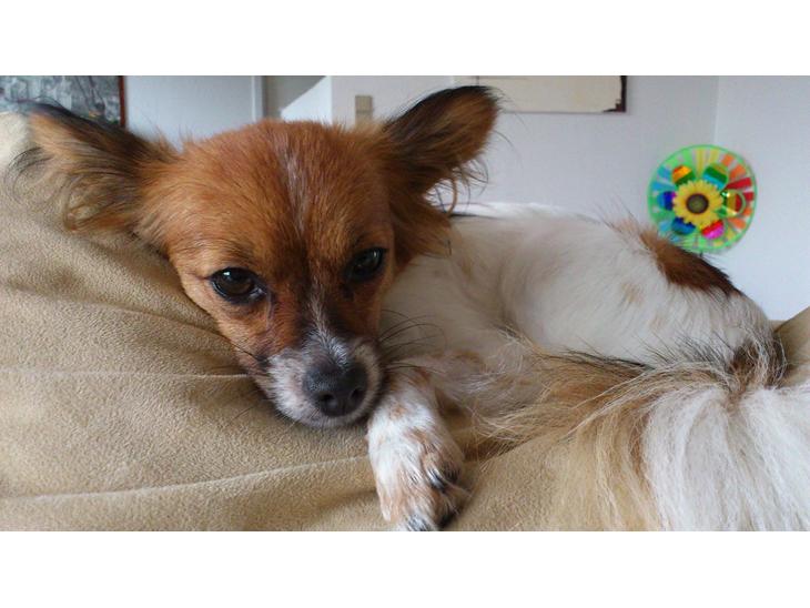 Papillon Lille Fix billede 1