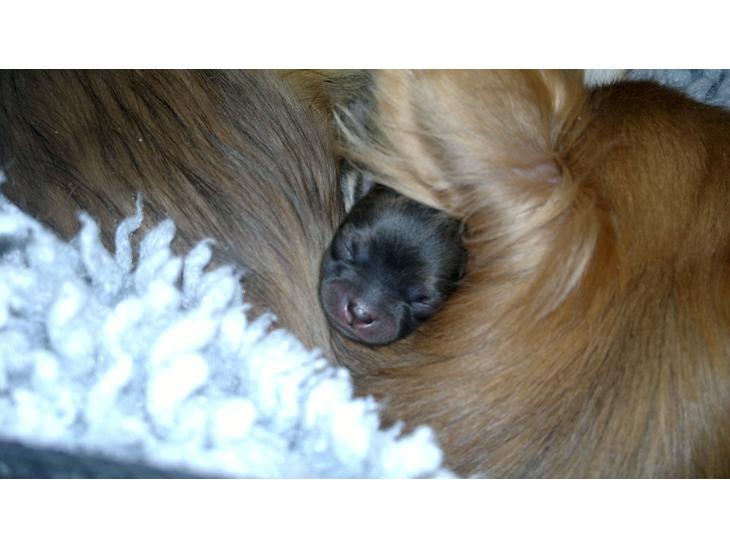 Chihuahua Rotten Rita billede 1