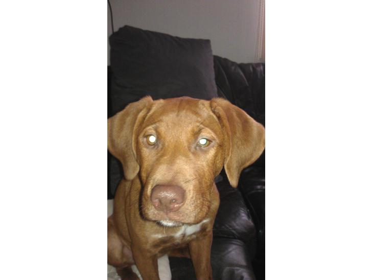 {{currentPhoto.altText}} billede {{currentPhoto.number}}