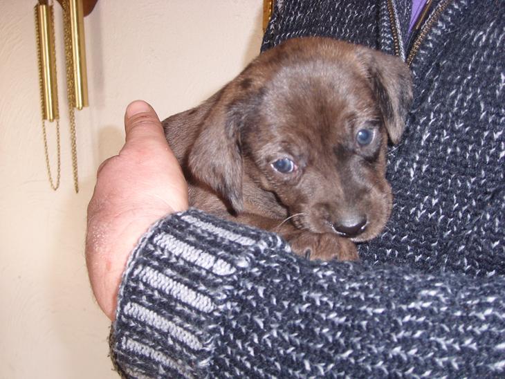 Blanding af racer Wilma (Labrador/dsg) - Hej. jeg hedder Wilma og er en labrador-blanding. Jeg er 4 uger på billedet, og flytter hjem til min nye familie 31/3-12 billede 1