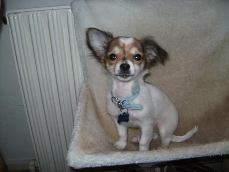 {{currentPhoto.altText}} billede {{currentPhoto.number}}