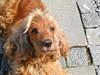 Cocker spaniel Nala (passer)