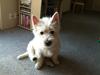 West highland white terrier Bastian