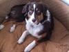 Australian shepherd Fiona Ofelia