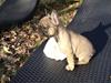 Fransk bulldog Fawn-Honey Allstars Dario aka Biggie