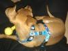 Dvaergpinscher Peanut
