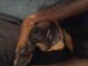 Dvaergpinscher Malou