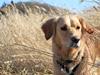 Golden retriever Sif