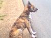 Blanding af racer Tarzan [ Himmelhund]