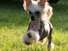 Chinese crested hårløs junior 