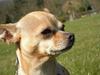 Chihuahua Emmeli