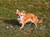 Chihuahua Tilde's Gurli ~Chica~