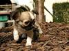Chihuahua ChiBoel´s Fab Four Paul [Tidl. hund]