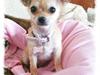 Chihuahua Phoebe