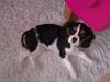 Cavalier king charles spaniel Mille 