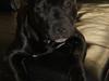 Staffordshire bull terrier *Cuba* R.I.P. [ Himmelhund]